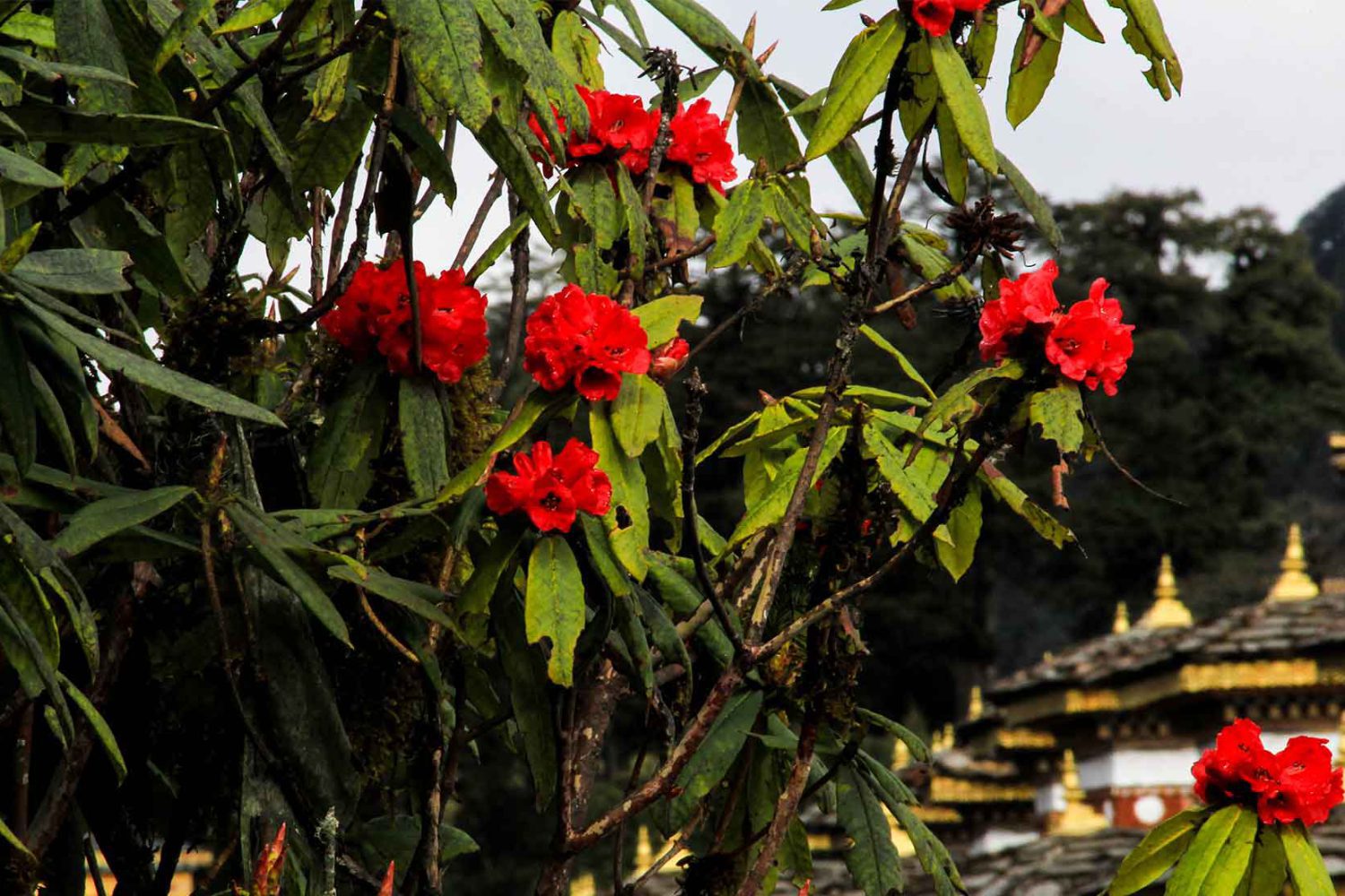 Travel to Bhutan with TLF Holidays.